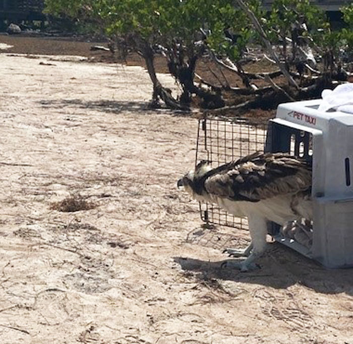 osprey release