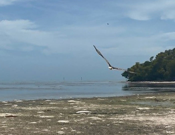 osprey release