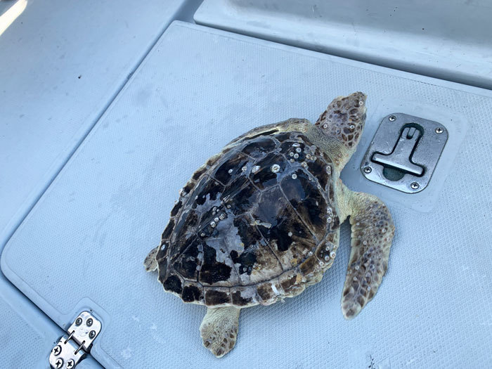 turtle rescue