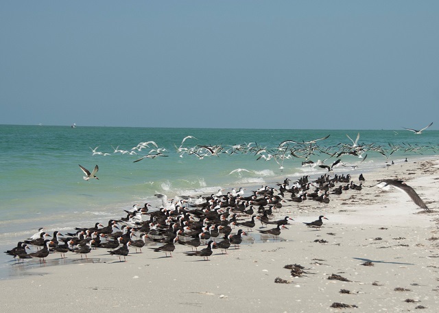 A flock of black skimmers loafs on a white sandy beach