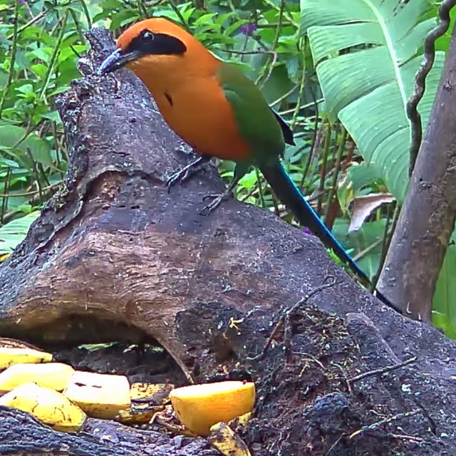 A blue, green, and rust-colored Rufous Motmot perches by a fruit feeder