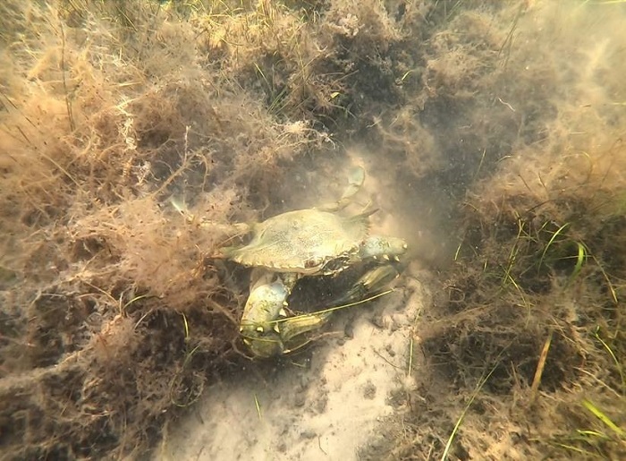 blue crab in seagrass