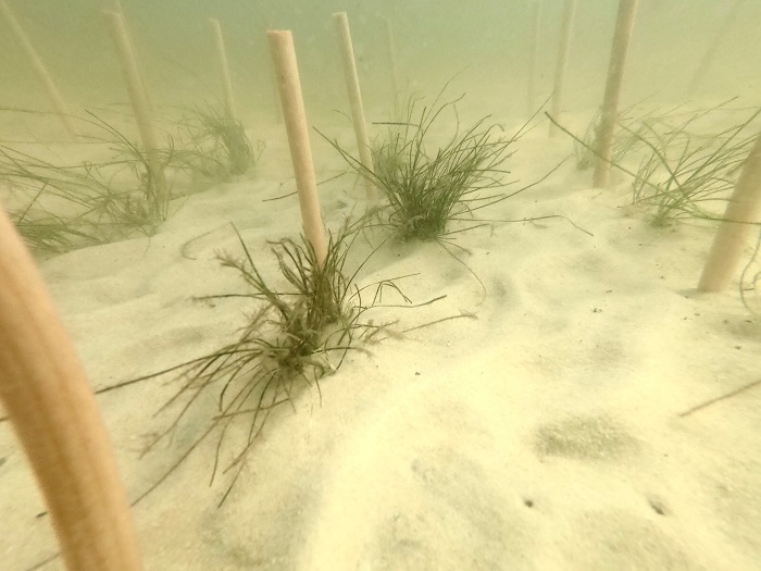 sea grass restoration