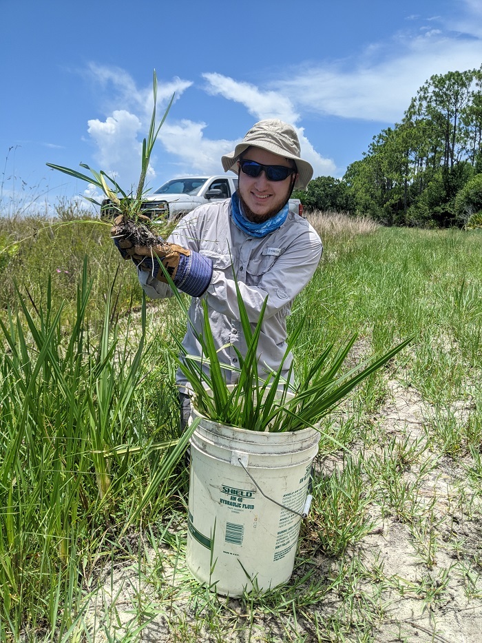 pulling nutsedge