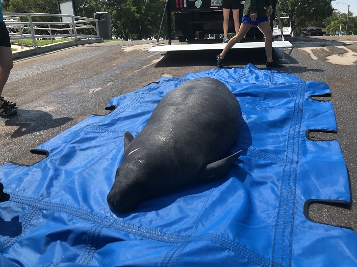 manatee release