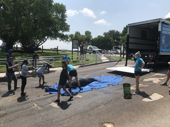 manatee release