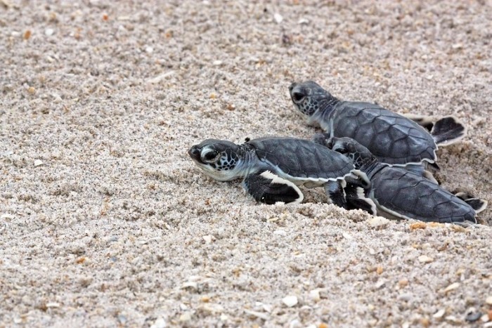sea turtle hatchlings on the beach