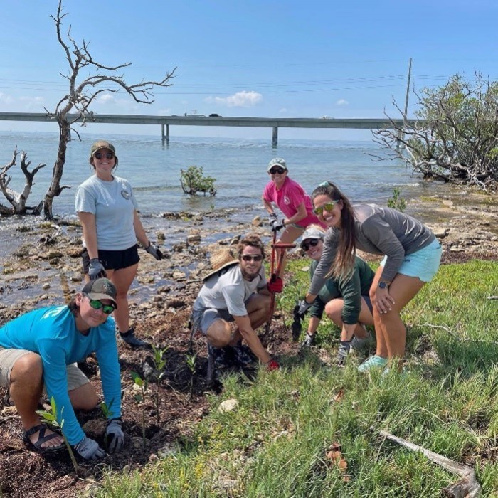 planting mangroves