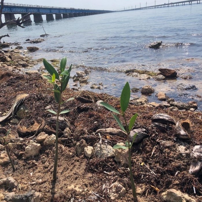 mangrove plant