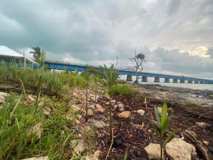 mangrove plants