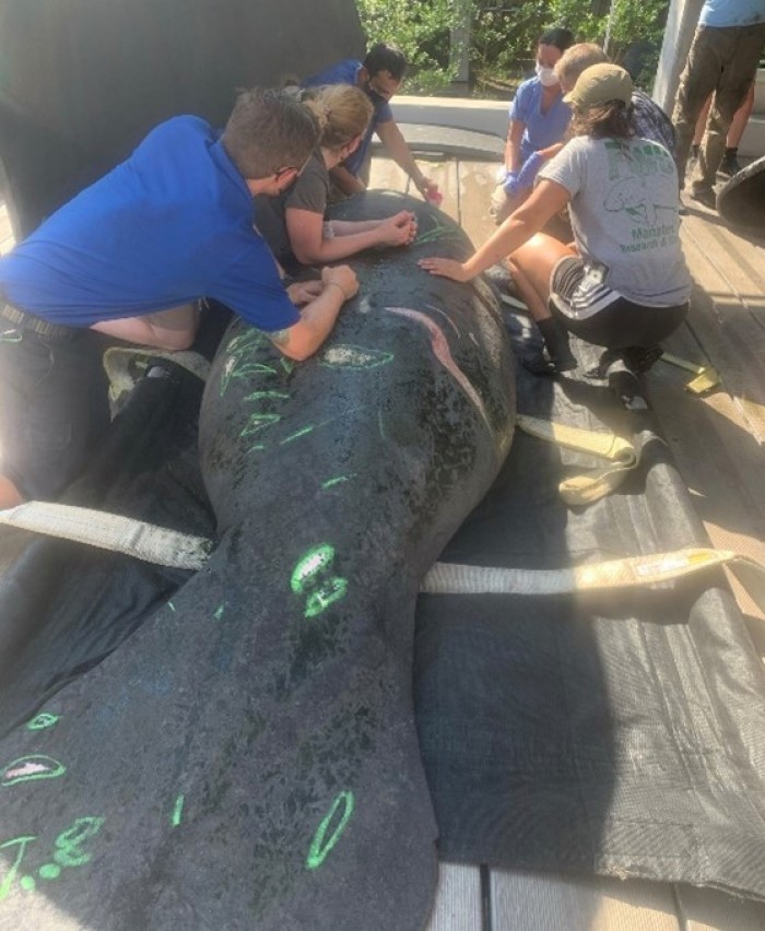 manatee rescue