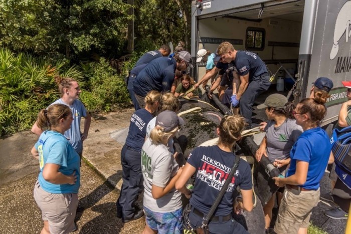 manatee rescue