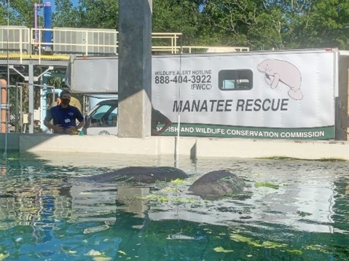 manatee rescue