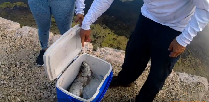 tarpon in cooler