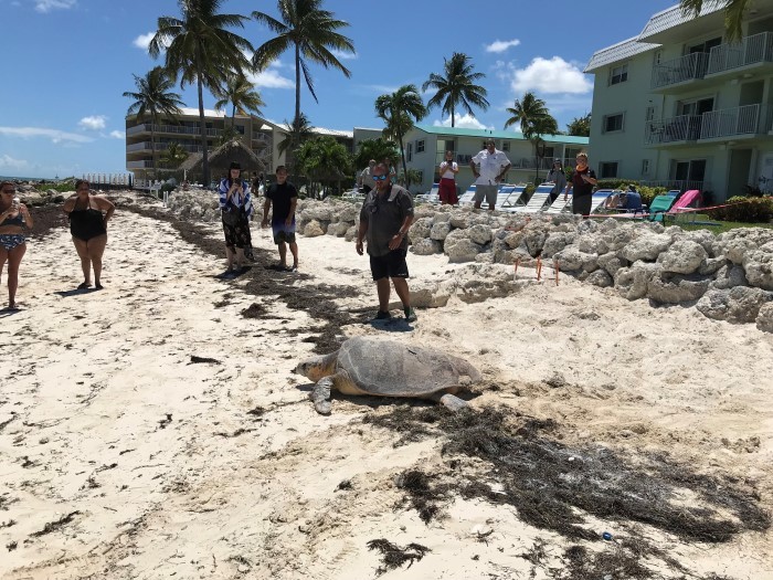 nesting turtle