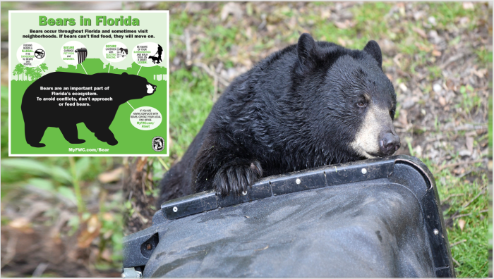 bear with garbage can