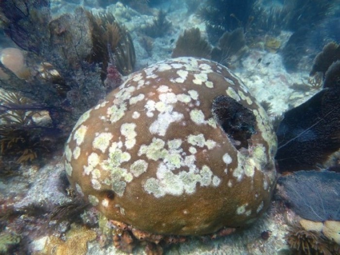 coral showing signs of disease