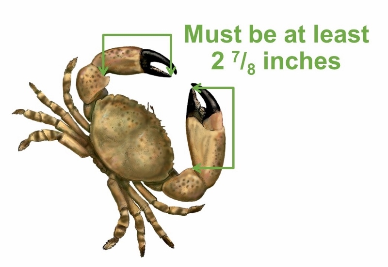 stone crab measure image