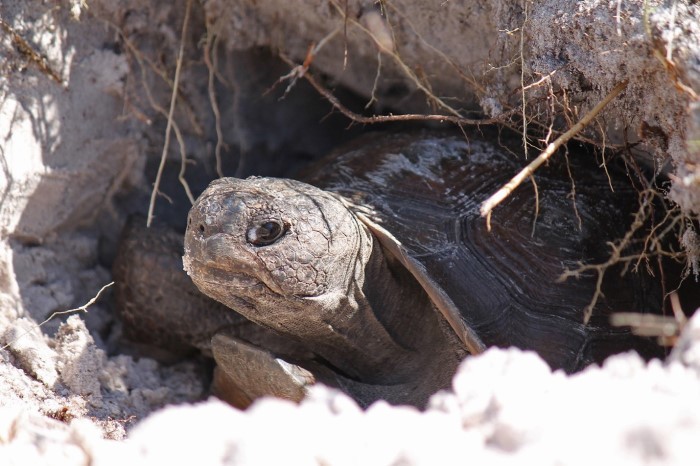 gopher tortoise at borrow entrance