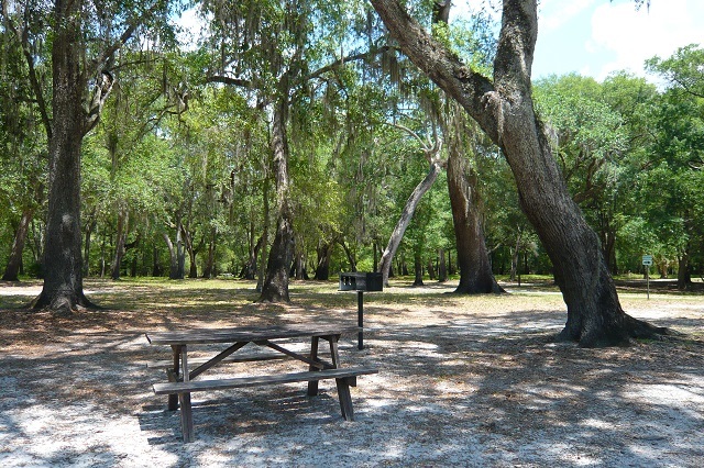 Live oaks shade picnic tables at Otter Springs park and campground