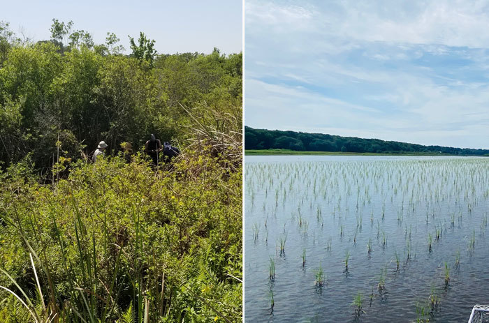 Toho before and after restoration