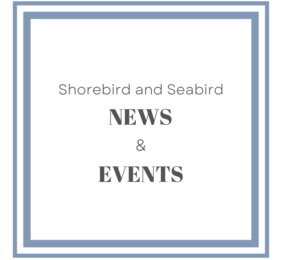Shorebird and Seabird News & Events