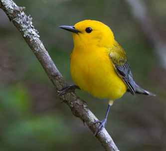 A bright yellow prothonotary warbler sits on a branch