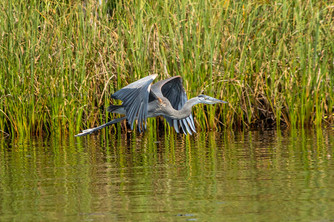 A Great Blue Heron flies low over a marsh