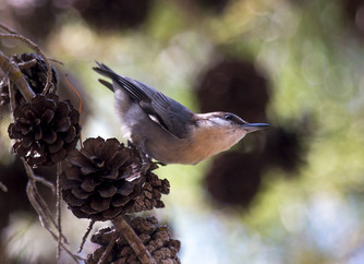 A brown-headed nuthatch on a pinecone covered branch peers up inquisitively