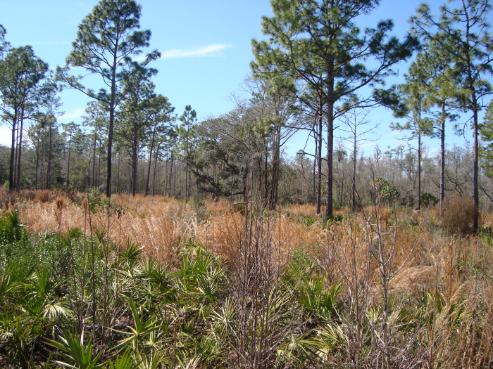 landscape of grass and trees