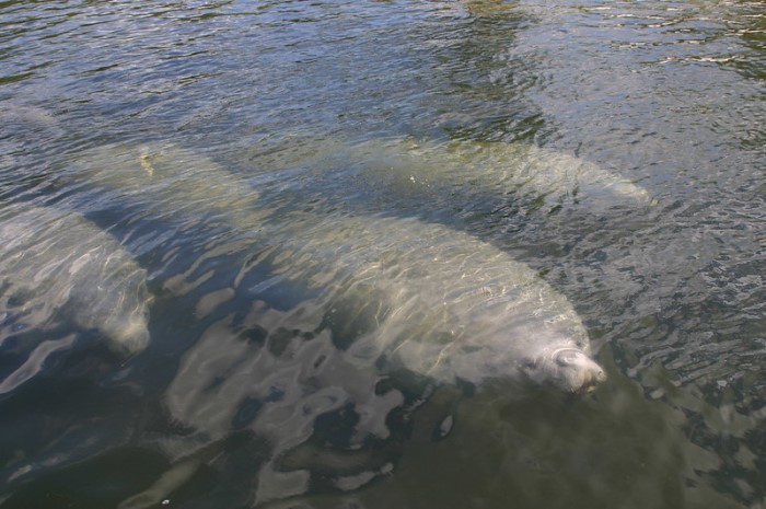manatees near surface of water