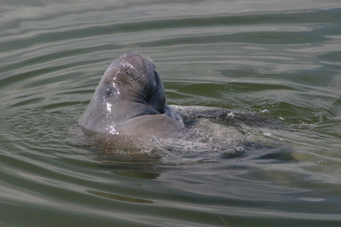 manatee in water
