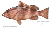red grouper art by diane peebles