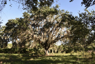 A large live oak at Plat Branch Wildlife and Environmental Area