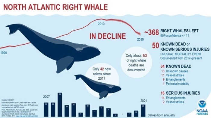 right whale infographic