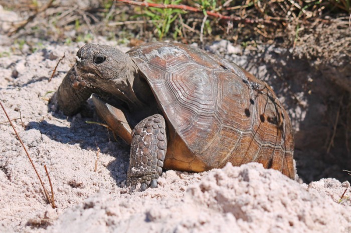 gopher tortoise exiting burrow