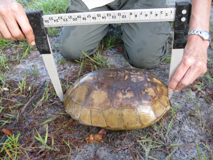 gopher tortoise carapace being measured