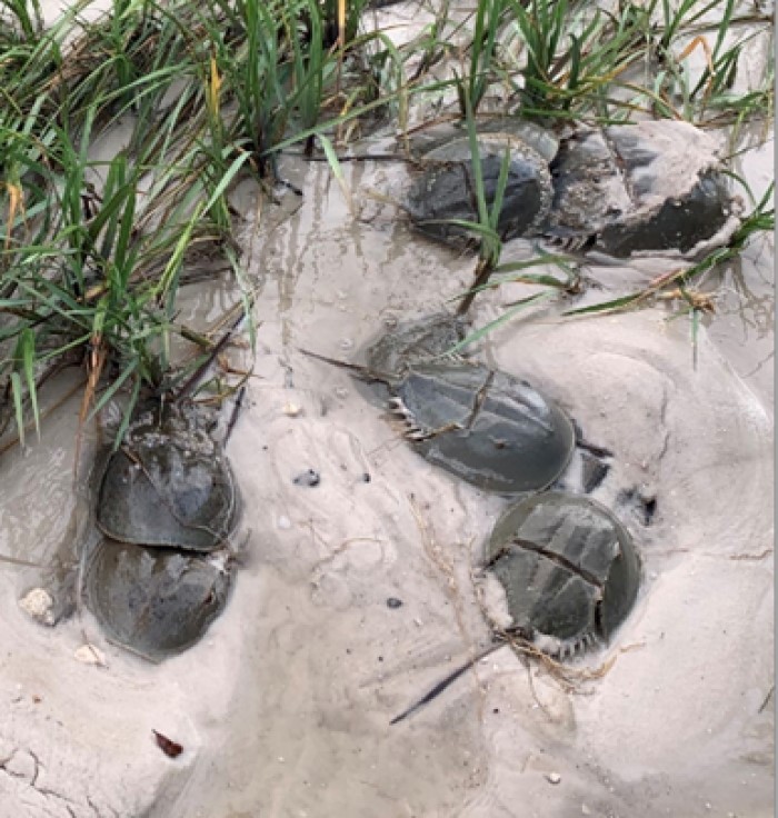 horseshoe crabs