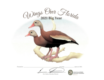 An illustration of two perched Black-bellied Whistling-Ducks on a Big Year certificate