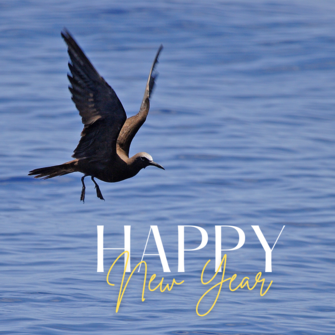 A Brown Noddy flies over the water; text over the image says "Happy New Year"