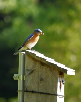 eastern bluebird perched on a nestbox