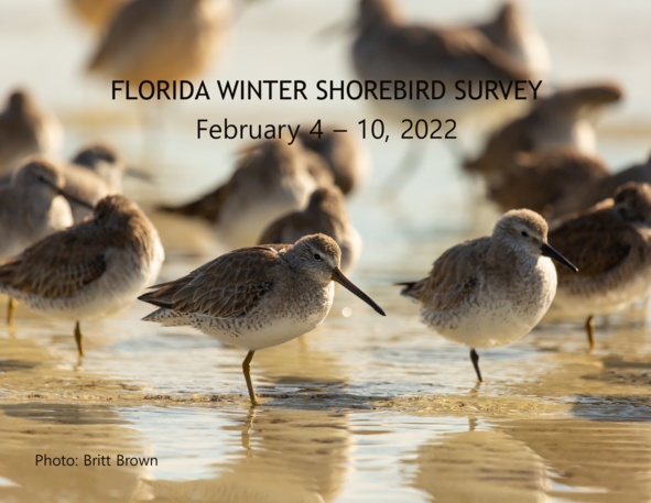2022 Winter Shorebird Survey