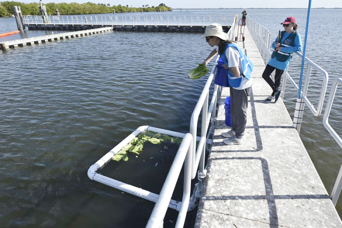 staff putting out lettuce