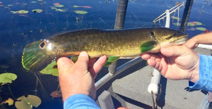 bowfin