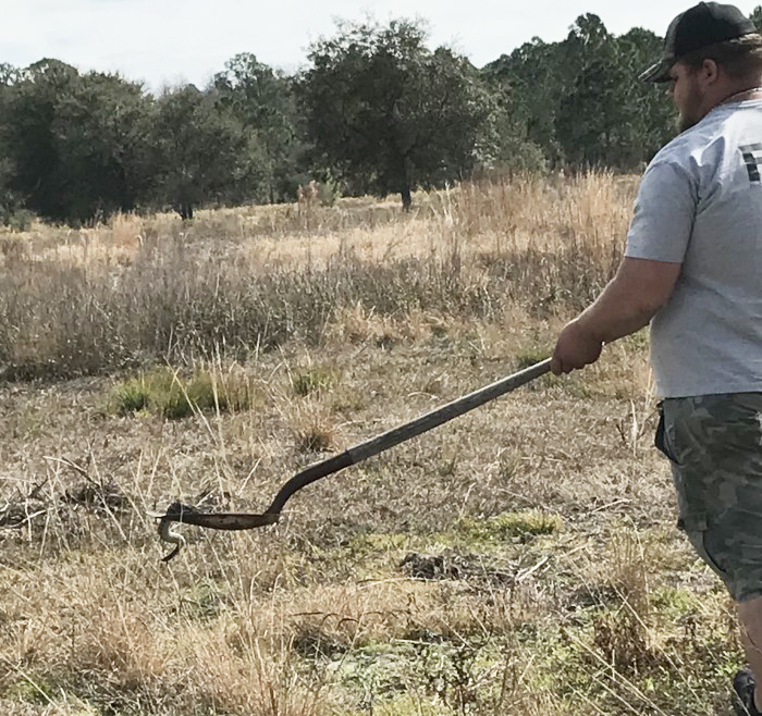 rattler relocation