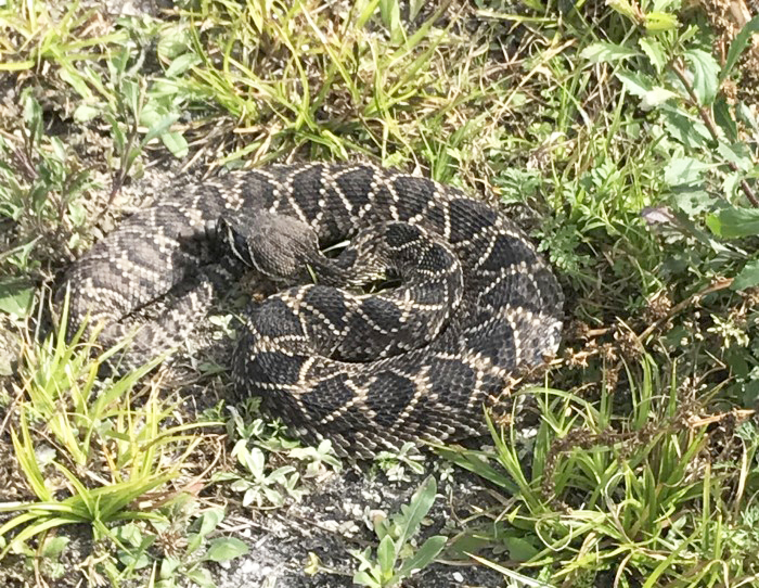 rattler relocation