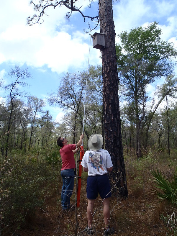 Two volunteers use a peeper camera to check a kestrel nest box