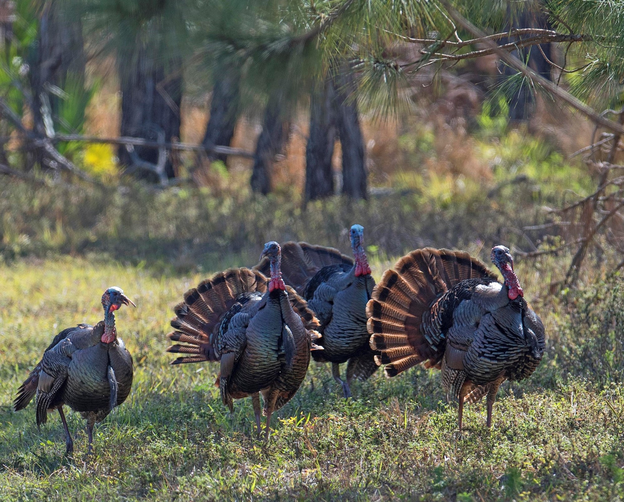Are you ready for spring turkey season?
