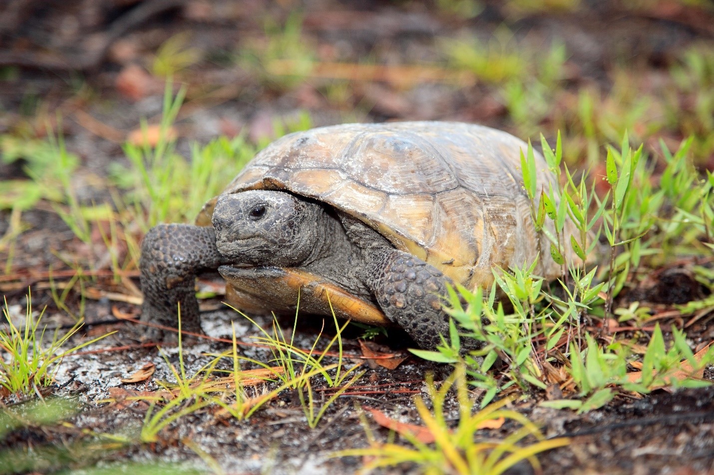 Gopher tortoise in habitat