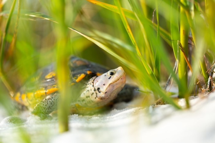 diamondback terrapin